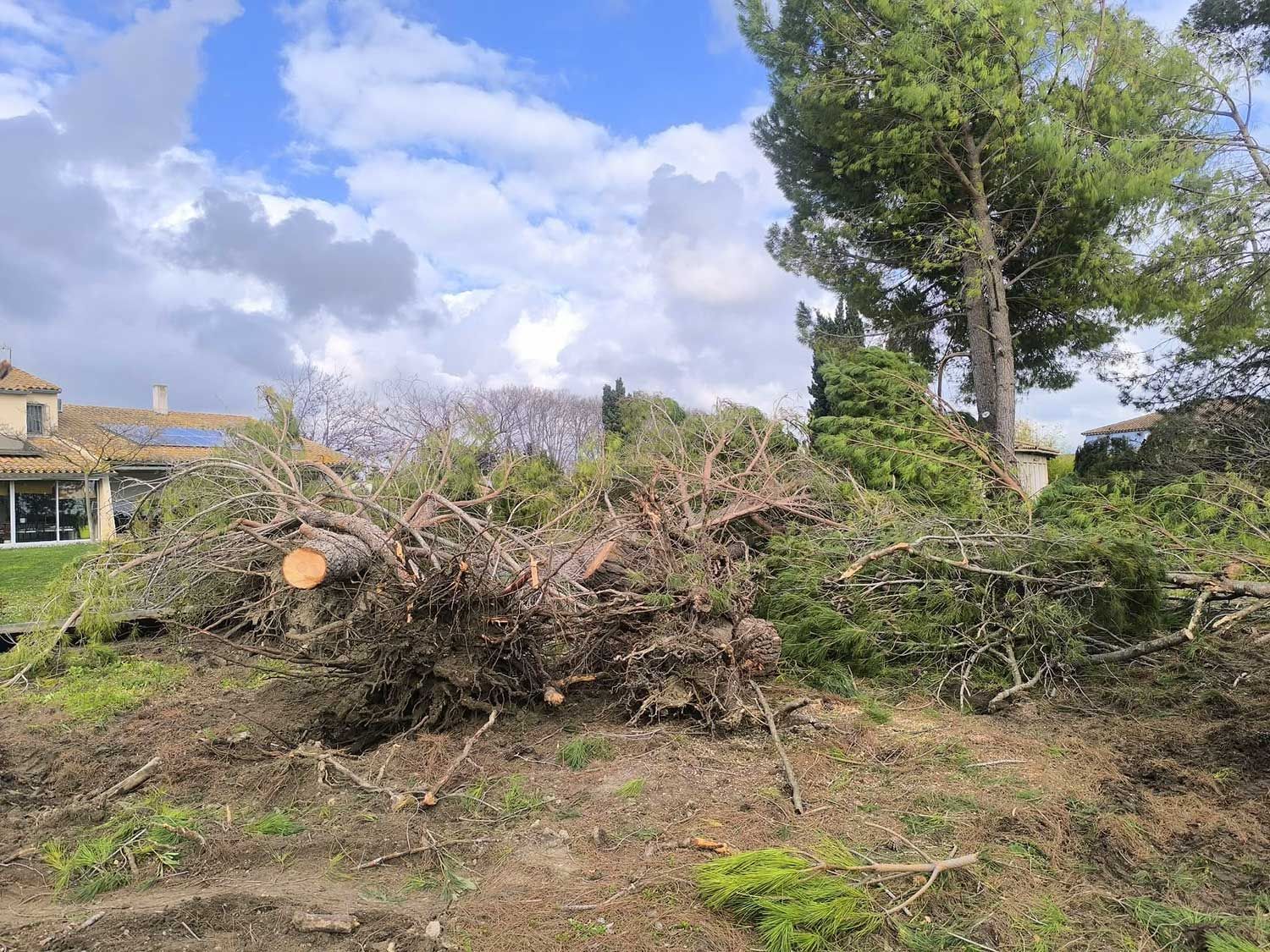 Abattage d'un pin tombé suite aux tempêtes de vent dans le jardin d'un particulier coursanais