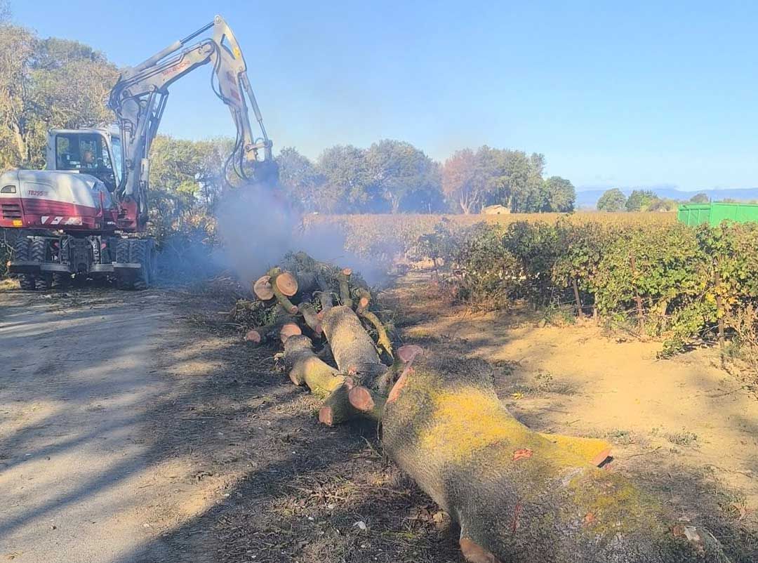 Abattage d'arbres en bord de route