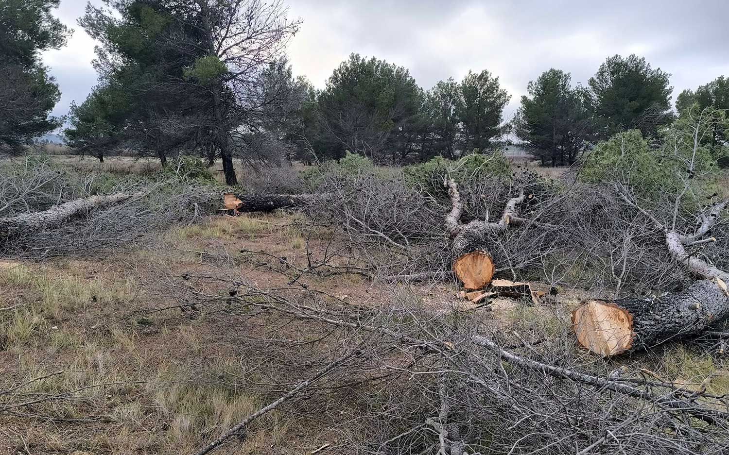 Abattage d'arbres en pinède