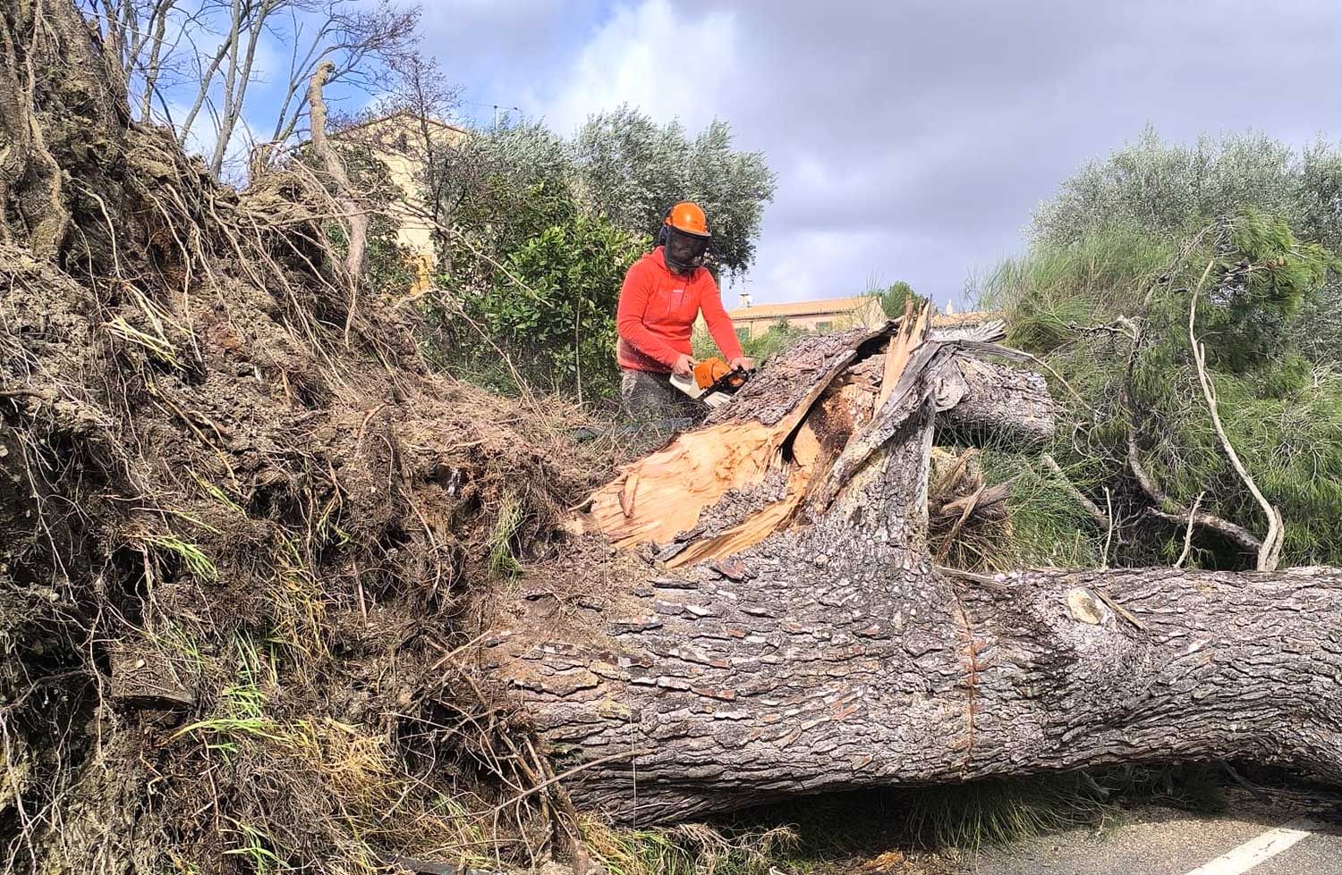 Abattage d'un arbre tombé suite à des vents violents