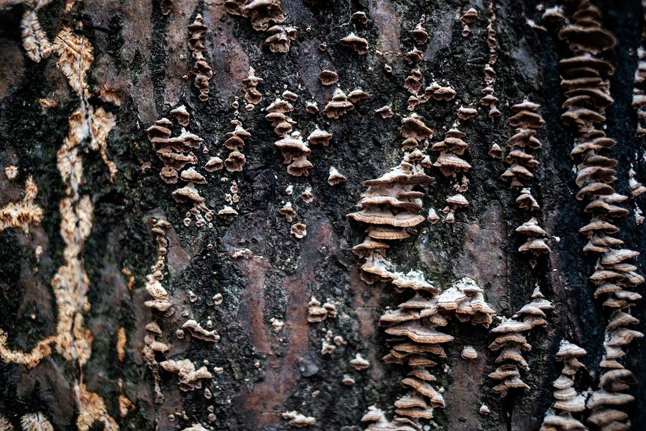 hampignons amadouvier dévorant du bois