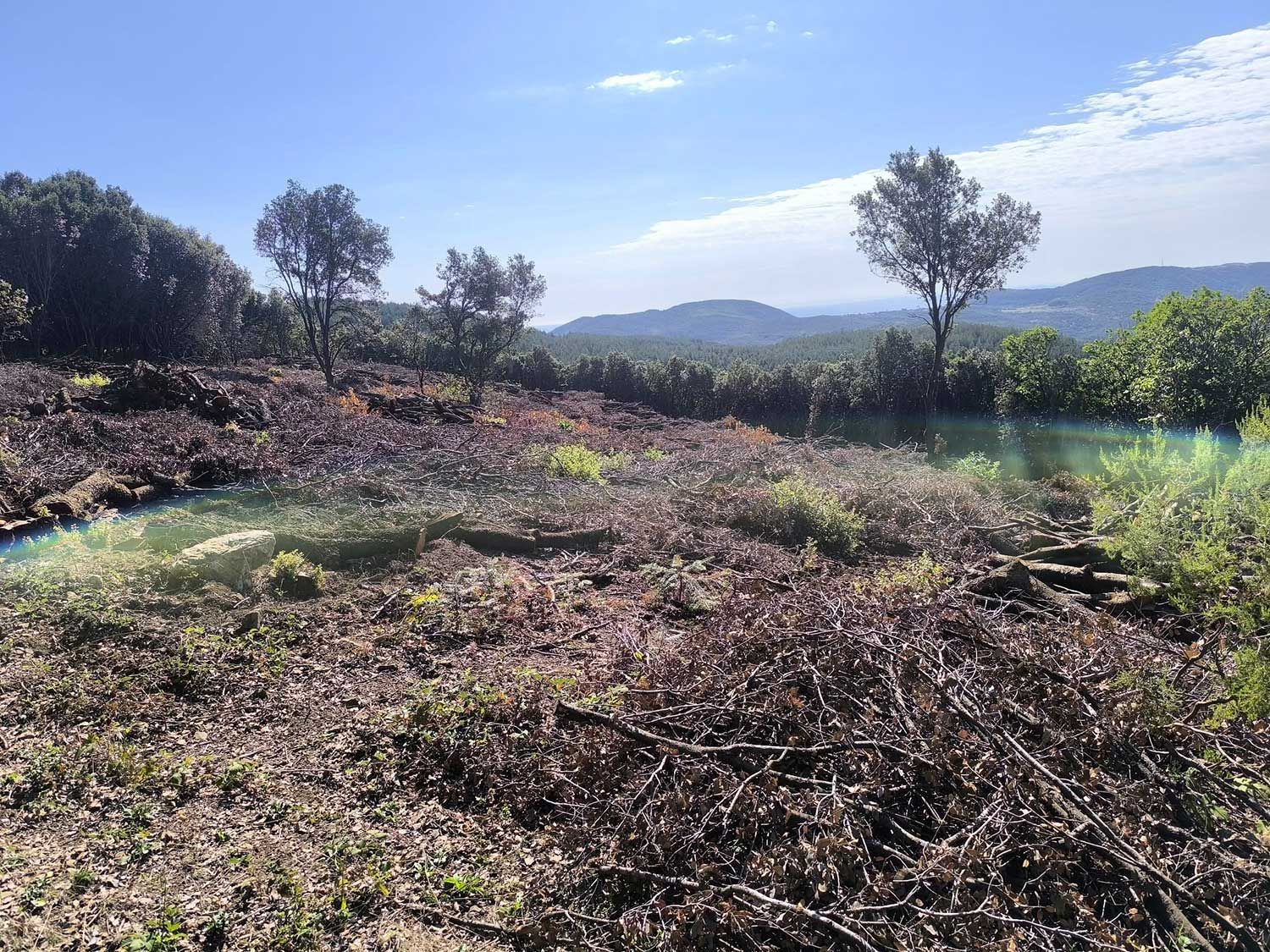 Débroussaillage forestier d'une petite parcelle