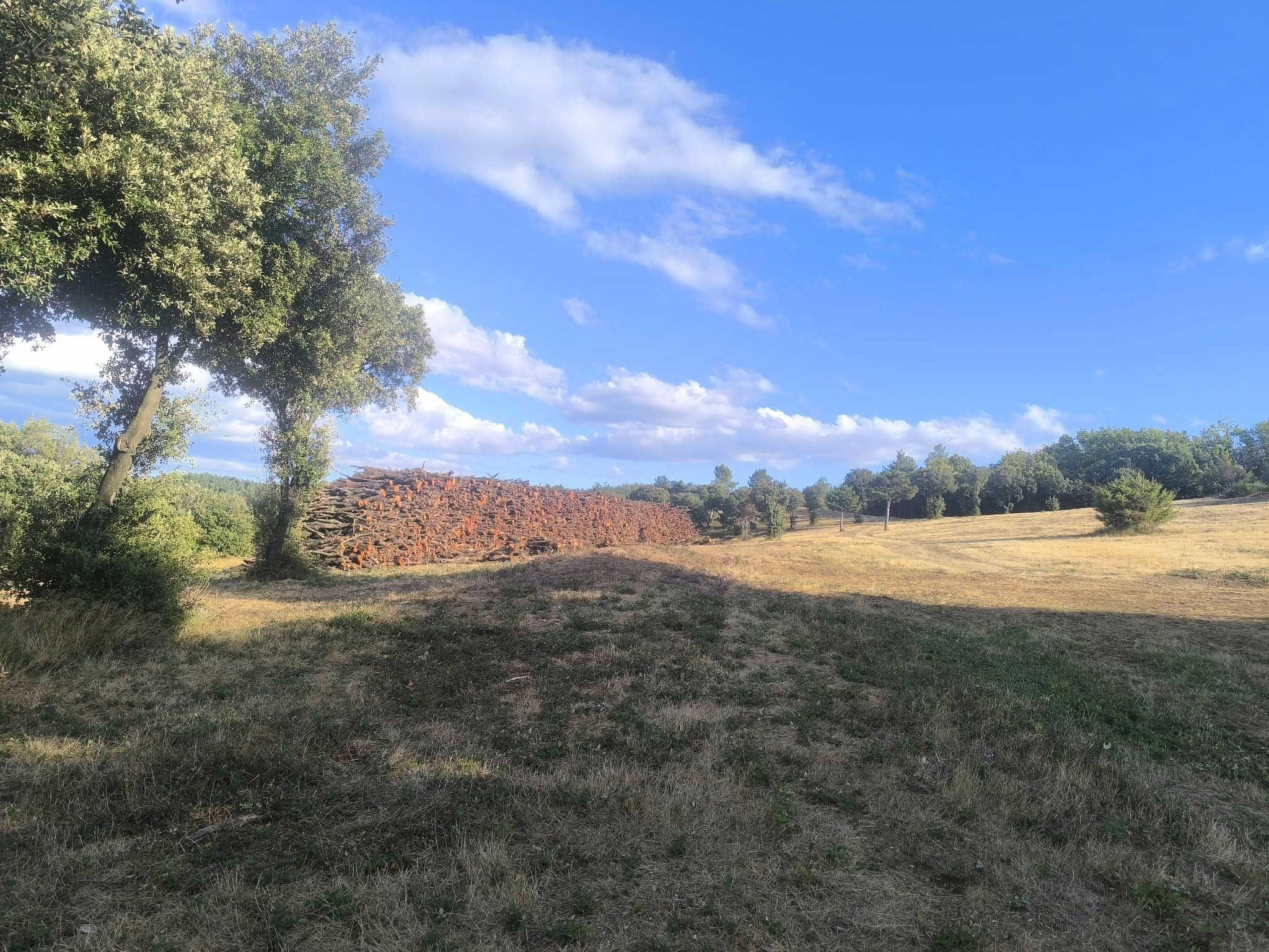 Stock de bois après débroussaillage