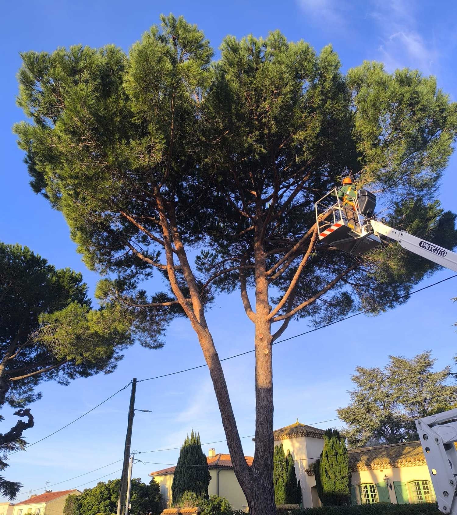 Élagage d'un arbre de sécurité en milieu urbain