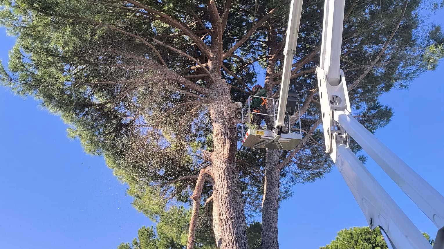 Elagage d'un pin sur la commune de Coursan
