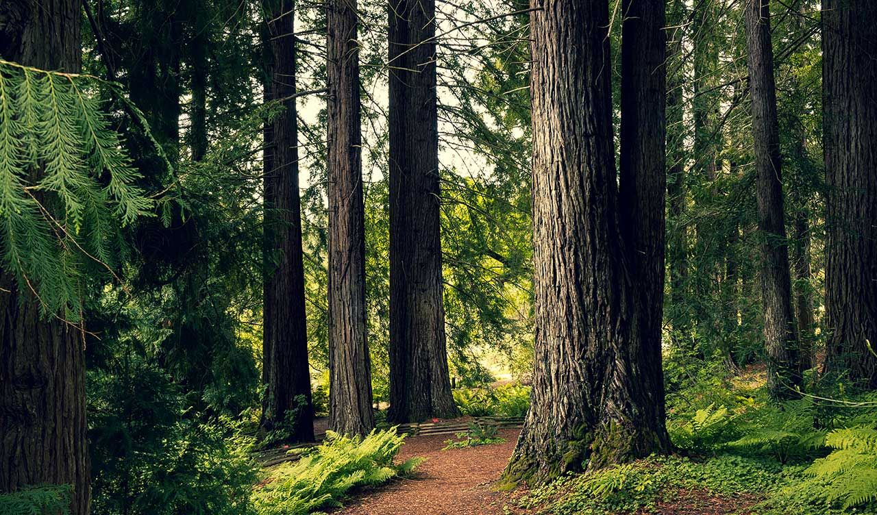 Une forêt d'arbres de chênes